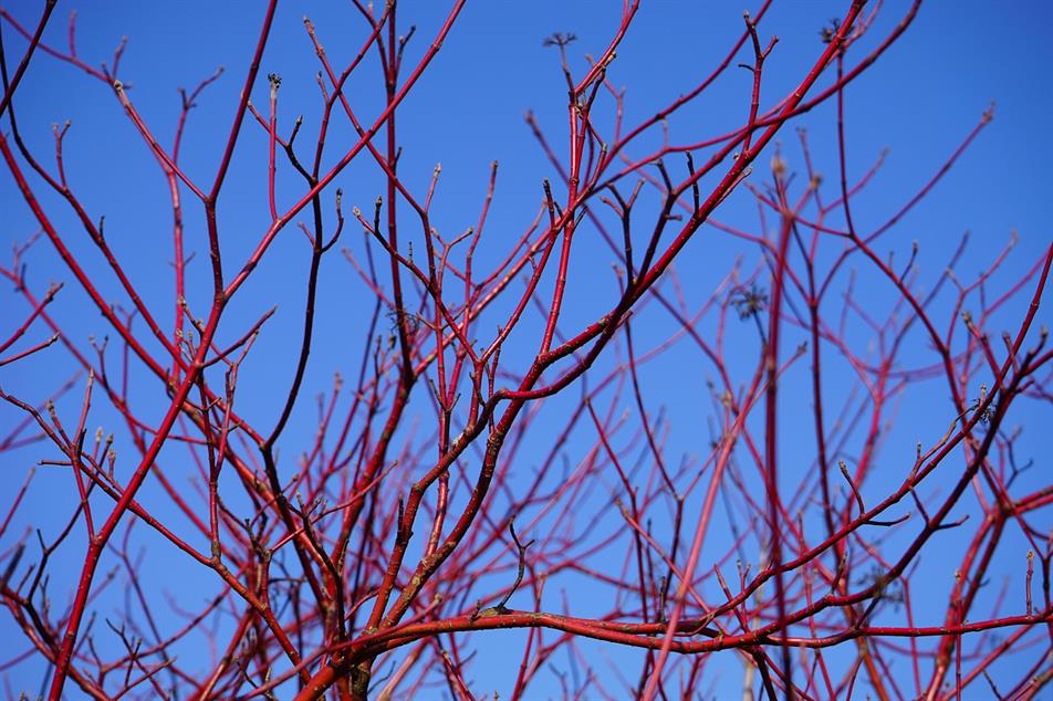 dogwood